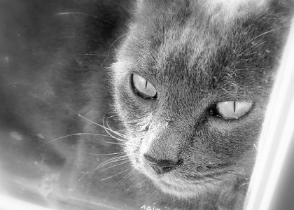 Angry Birds downloaded 6.5M times on Christmas Day