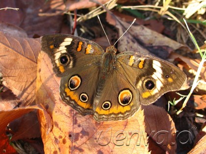 Amazing Zelda Papercraft