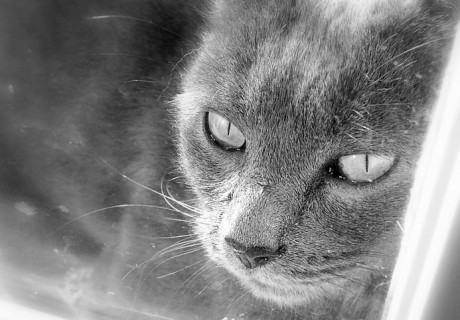 Kim Jong Il’s eldest son wants reform