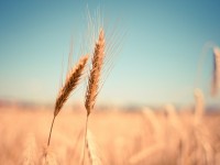 41 Beautiful Photos of Grain Fields