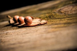 Pharetra nunc mi ipsum
