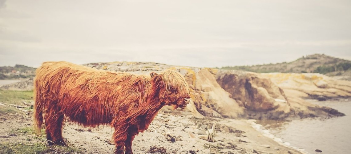 Will Animals Ever Rule the World?