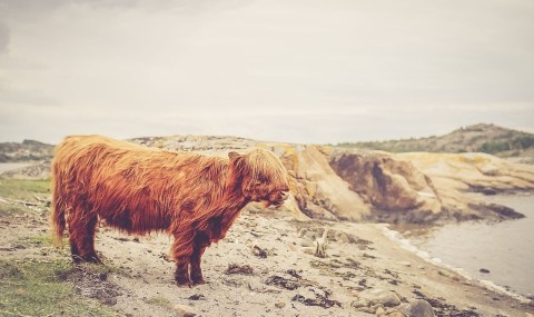 Will Animals Ever Rule the World?